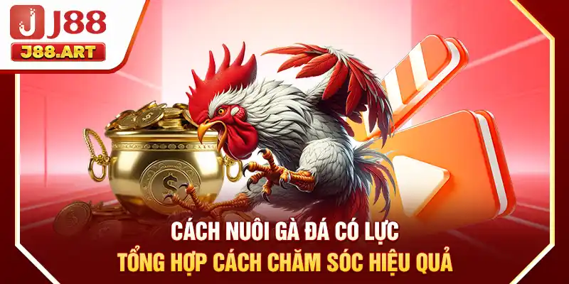 Cách Nuôi Gà Đá Có Lực - Tổng Hợp Cách Chăm Sóc Hiệu Quả