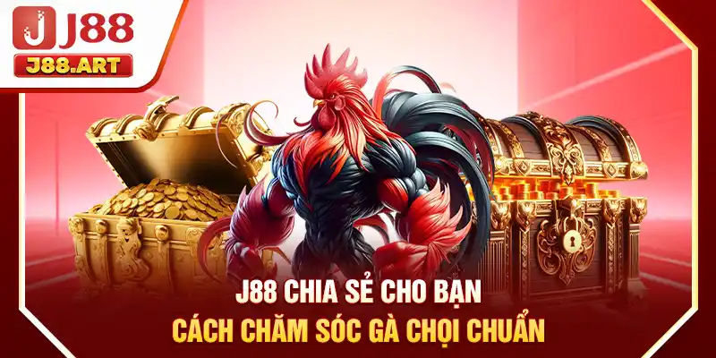 J88 chia sẻ cho bạn cách chăm sóc gà chọi chuẩn