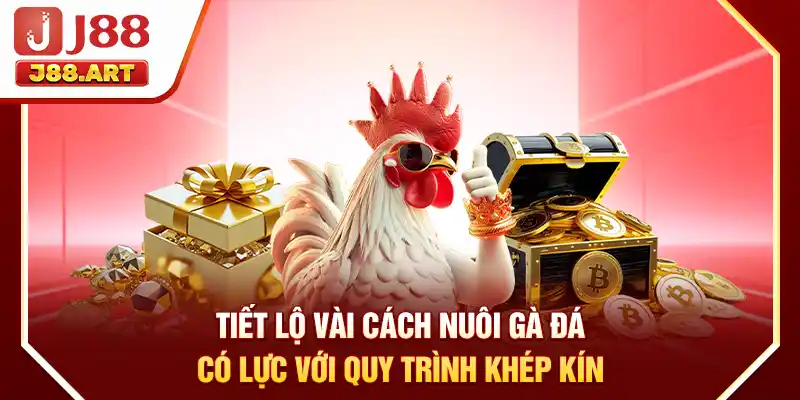 Tiết lộ vài cách nuôi gà đá có lực với quy trình khép kín